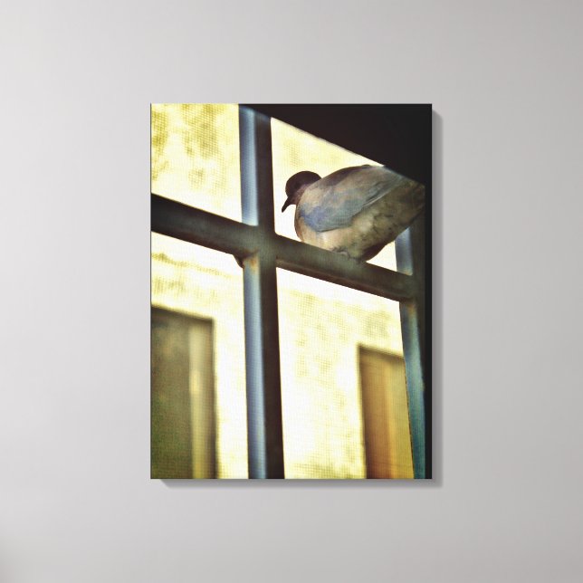 Curious Dove  Canvas Print (Front)