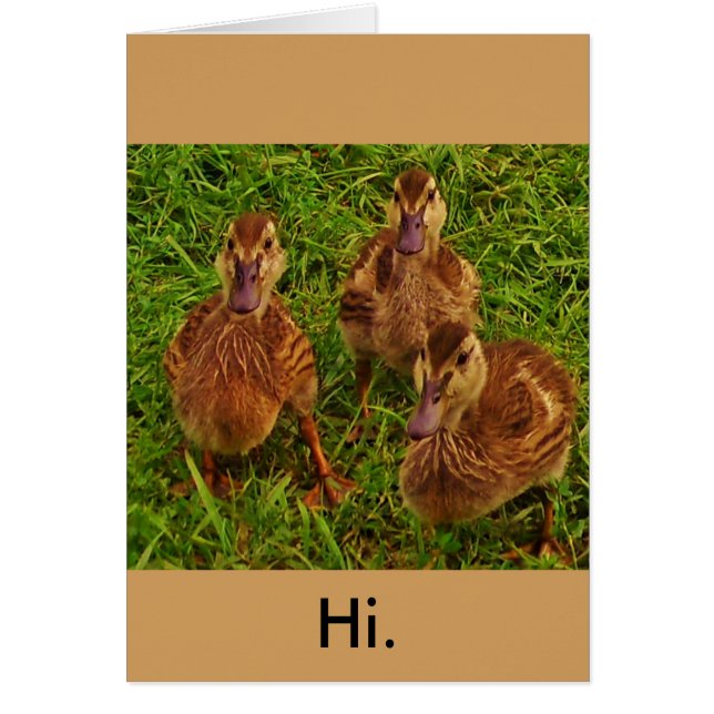 Curious Ducks (Front)