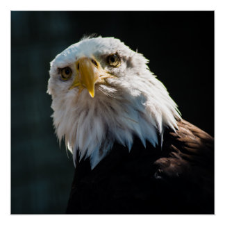 Curious Eagle Poster