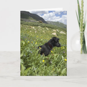 curious & excited holiday card