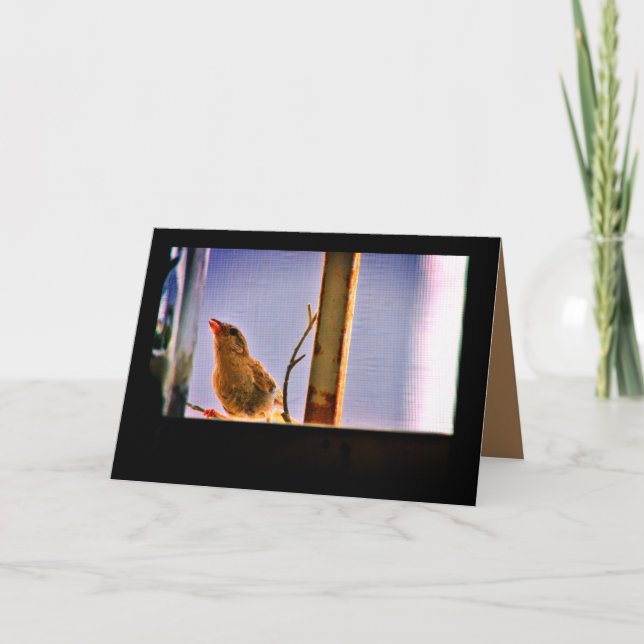 Curious Finch Card (Front)