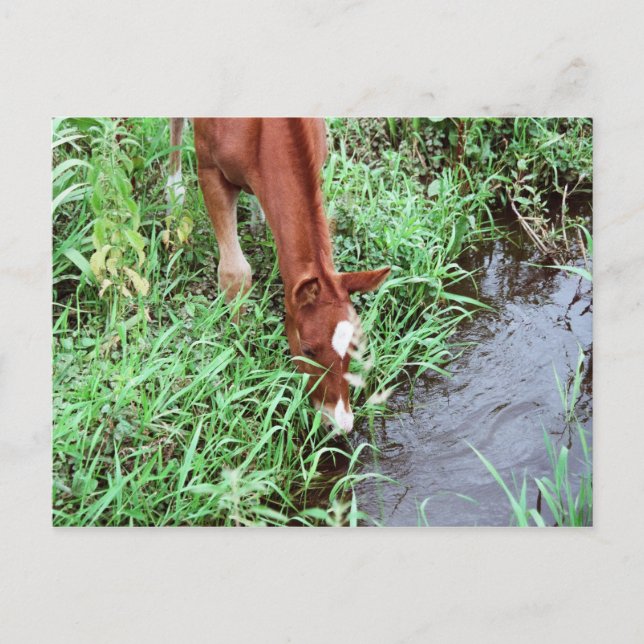 Curious Foal Postcard (Front)