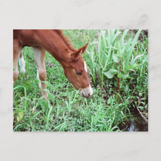 Curious Foal Postcard 2
