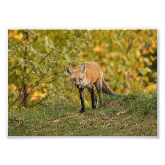 Curious Fox  Photo Print (Front)
