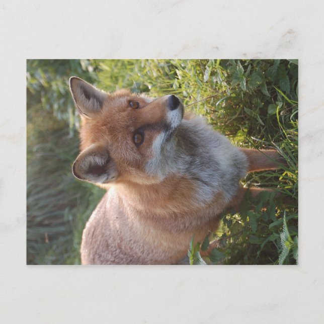 Curious Fox Postcard (Front)