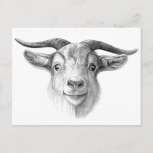 Curious goat  G124 Postcard