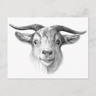 Curious goat  G124 Postcard