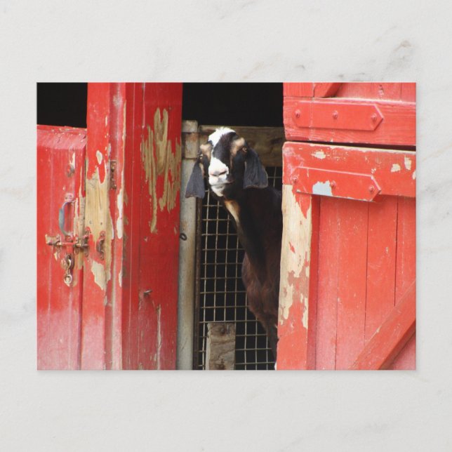 Curious Goat Postcard (Front)