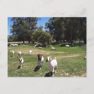 Curious Goats Postcard