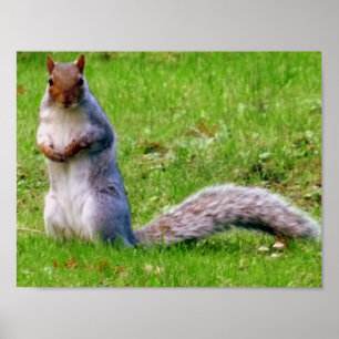 Curious Grey Squirrel Poster