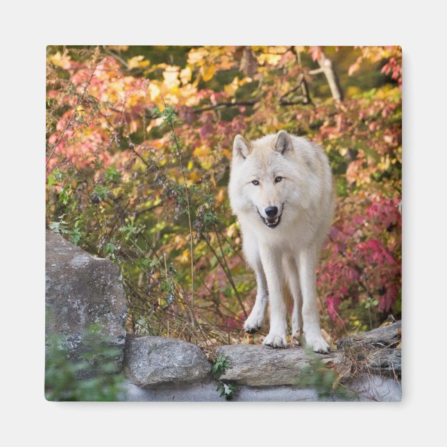 Curious Grey Wolf Magnet (Front)