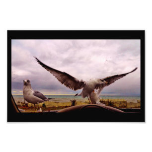 Curious Gulls Photo Print