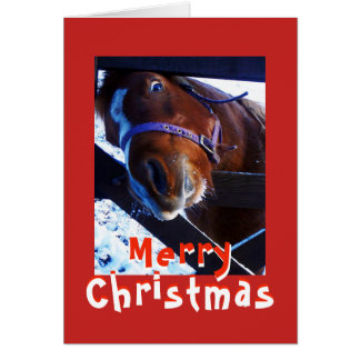 Curious horse Christmas card