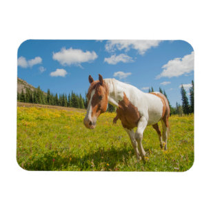 Curious Horse in an Alpine Meadow in Summer Magnet