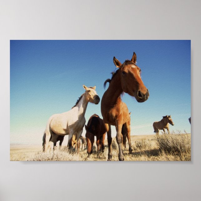 Curious Horse Poster (Front)