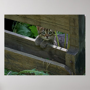 Curious Kitten on the fence posing Poster