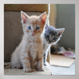 Curious Kittens Poster