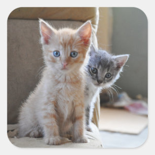 Curious Kittens Square Sticker