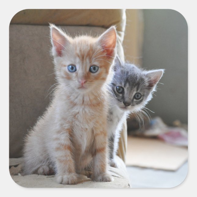 Curious Kittens Square Sticker (Front)