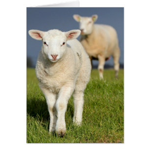 Curious Lamb