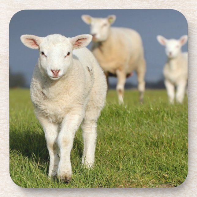 Curious Lamb Coaster (Front)