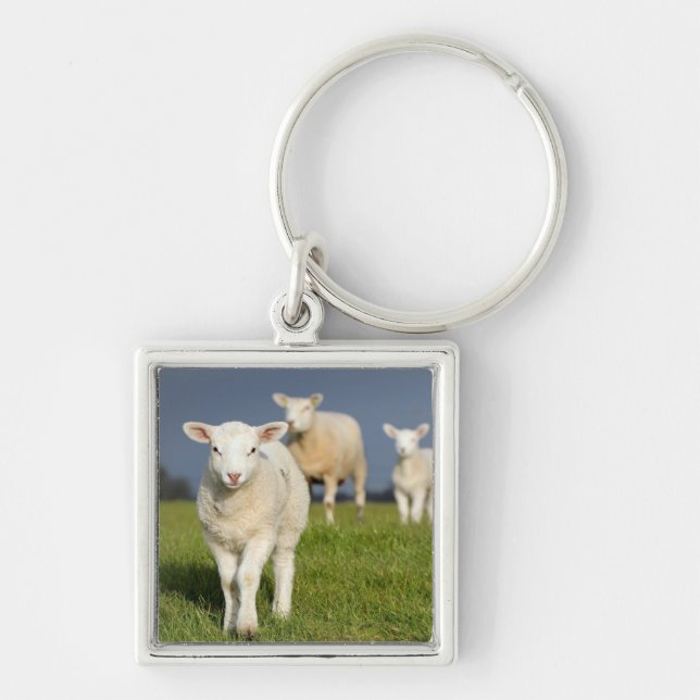 Curious Lamb Key Ring (Front)