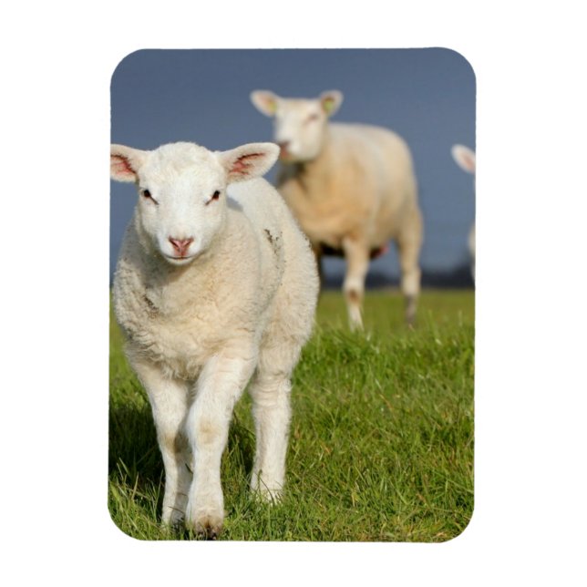 Curious Lamb Magnet (Vertical)