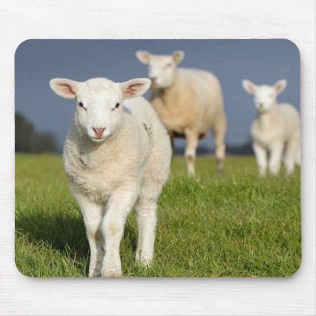 Curious Lamb Mouse Pad (Front)