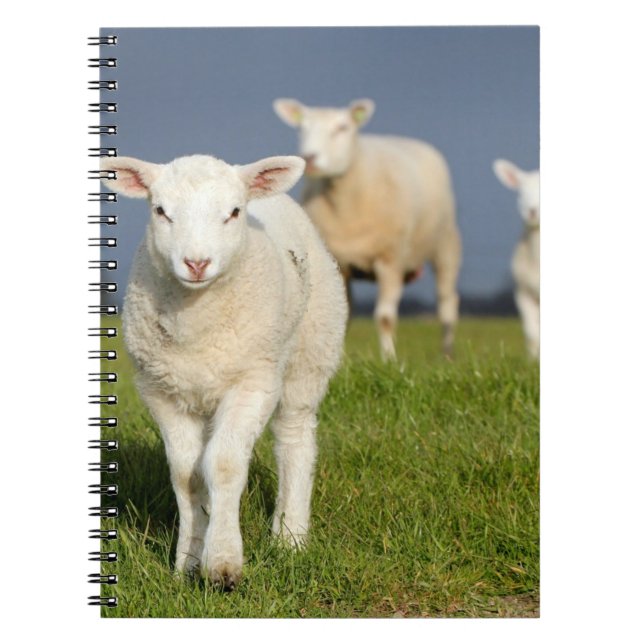 Curious Lamb Notebook (Front)