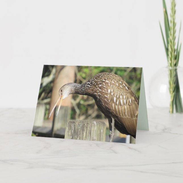 Curious Limpkin Greeting Card (Front)