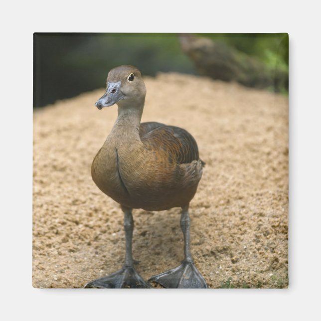 Curious little duck magnet (Front)
