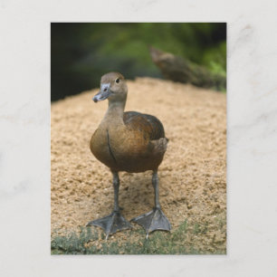 Curious little duck postcard
