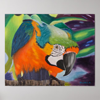 Curious Macaw Poster