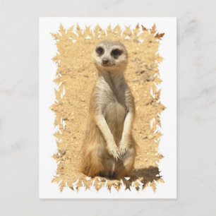 Curious Meerkat Postcard