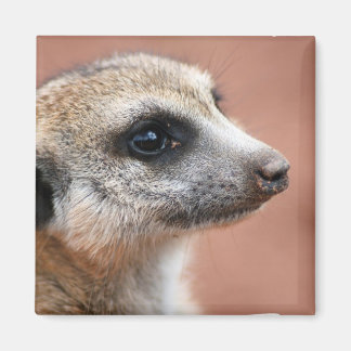 Curious Meerkat Square Magnet