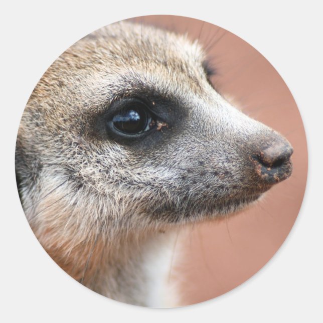 Curious Meerkat Sticker (Front)