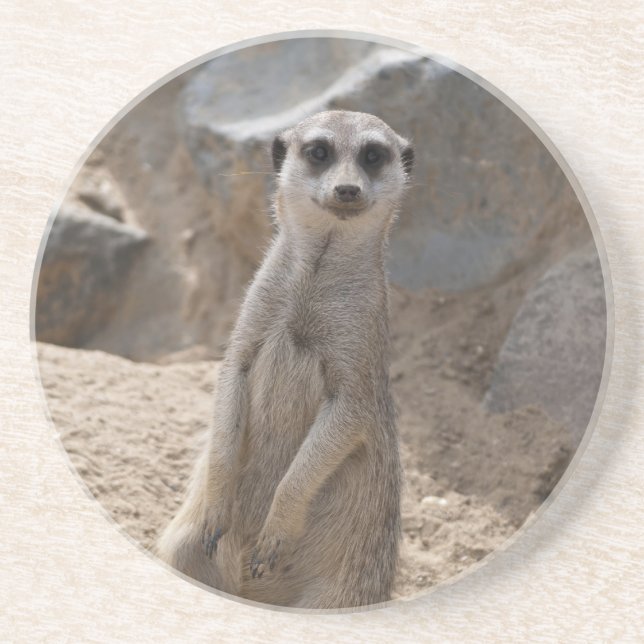 Curious Meerkat Wildlife Portrait Coaster (Front)