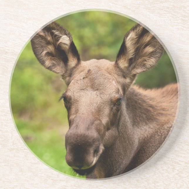 Curious Moose Coaster (Front)