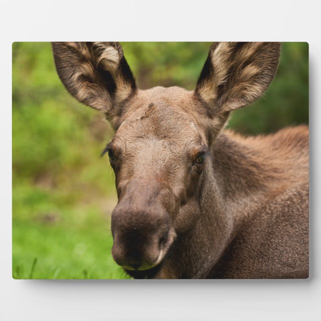 Curious Moose Plaque (Front)