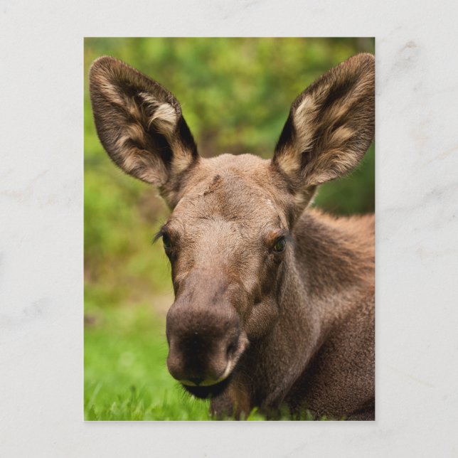Curious Moose Postcard (Front)