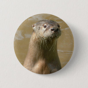 Curious Otter Pin
