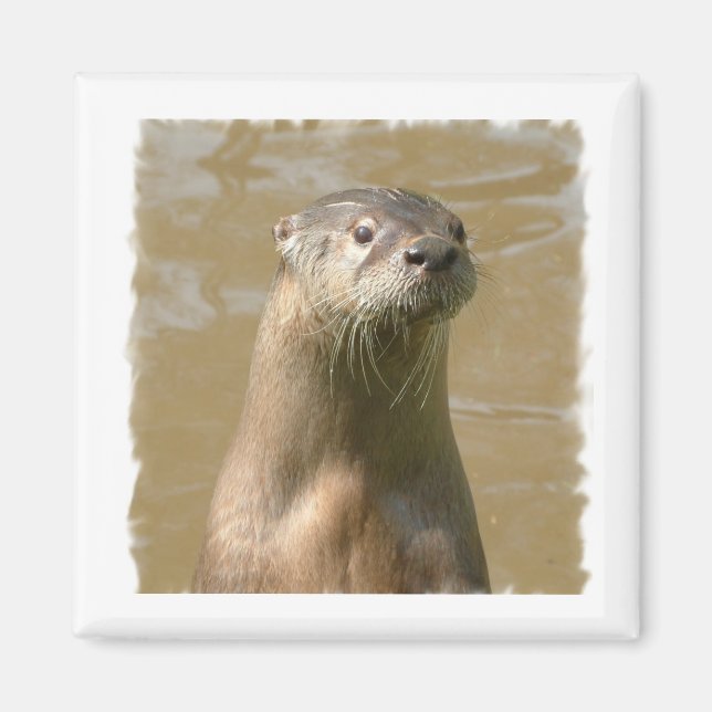 Curious Otter Square Magnet (Front)
