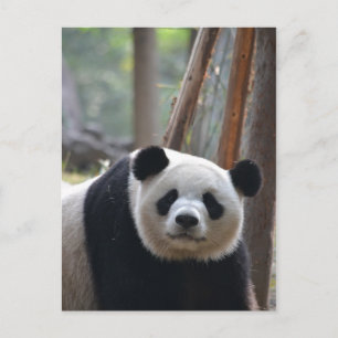 Curious Panda Bear Postcard