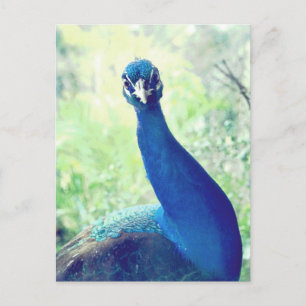 Curious peacock postcard