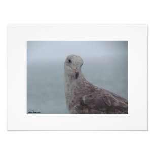 Curious Pigeon Print