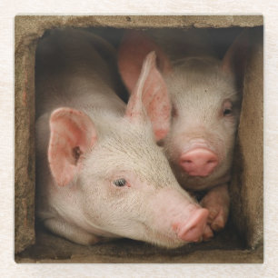 Curious Piglets Glass Coaster
