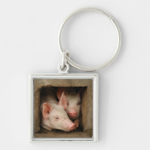 Curious Piglets Key Ring