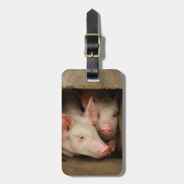 Curious Piglets Luggage Tag (Front Vertical)