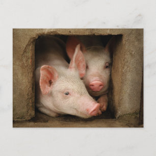 Curious Piglets Postcard