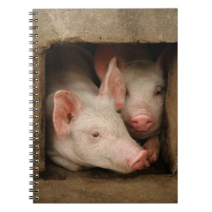 Curious Piglets Spiral Notebook